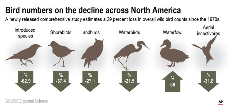 Where have the wild birds gone? 3 billion fewer than in 1970