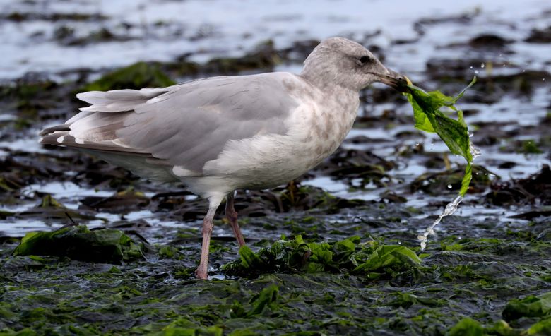 Gulls find a favorite Spokane hangout: the roof of Riverfront