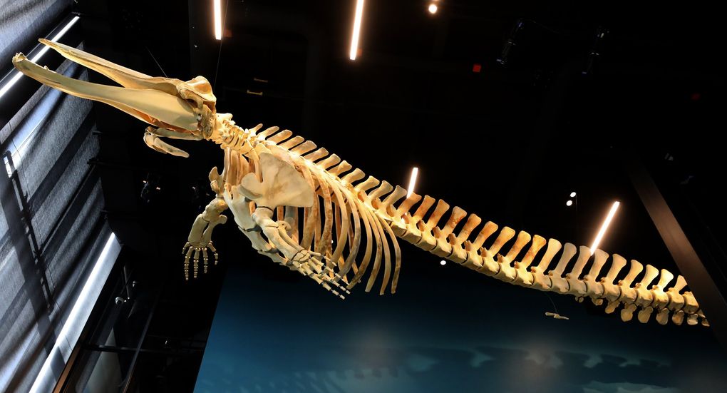 The full skeleton of a Baird’s beaked whale is suspended over the entrance to the new Burke Museum. The whale washed ashore on the Washington coast and was buried on the beach for about two years to allow the flesh to decompose, preparing it for eventual display. It’s 37 feet long and the only known fully articulated one on display. (Alan Berner / The Seattle Times)
