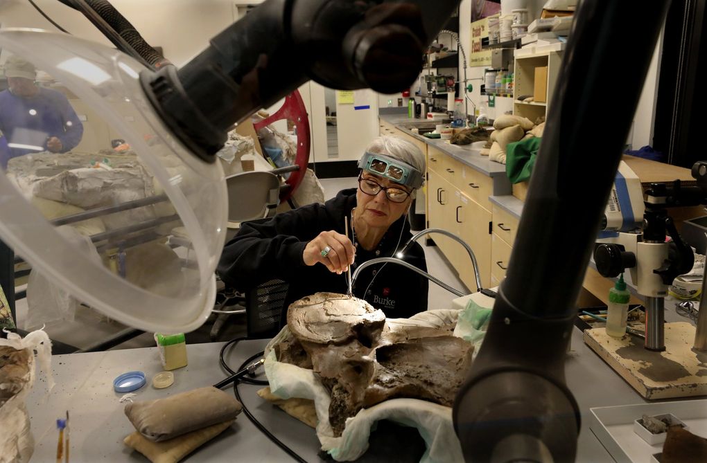 Burke Museum volunteer Jean “Prim” Primozich does the slow, careful work of removing material from a Tyrannosaurus rex vertebrae in one of the new Burke Museum workrooms that are visible to the public. (Alan Berner / The Seattle Times)