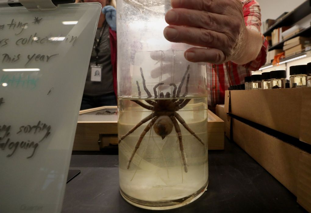 This tarantula was found in a produce crate from Cuba that was delivered to Seattle in the late 1930s. It’s the largest spider in the Burke Museum collection. (Alan Berner / The Seattle Times)