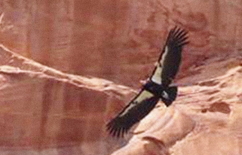 FILE – This April 8, 2019, file photo, provided by the National Parks Service shows a California condor in Zion National Park in Utah. Zion National Park officials say an endangered California condor chick has left the nest and grown wings large enough to fly for the first time in park history. (National Parks Service via AP, File) SLC101 SLC101