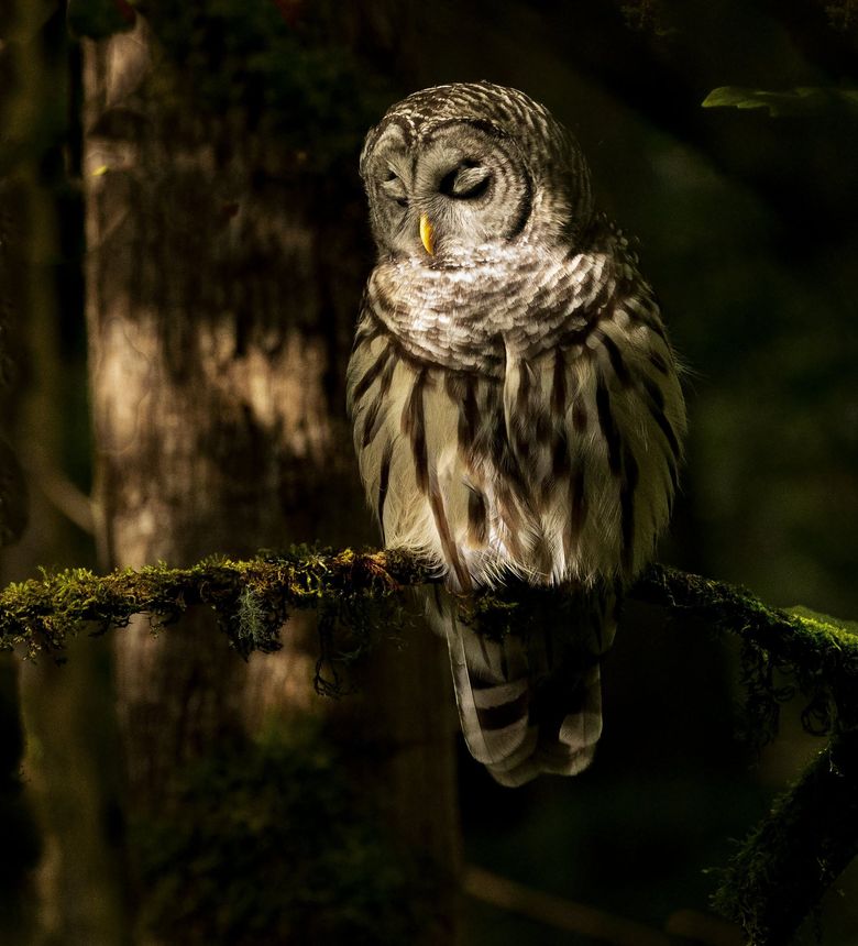 A sleepy owl dozed on a branch. A lucky reader was there with a camera. |  The Seattle Times