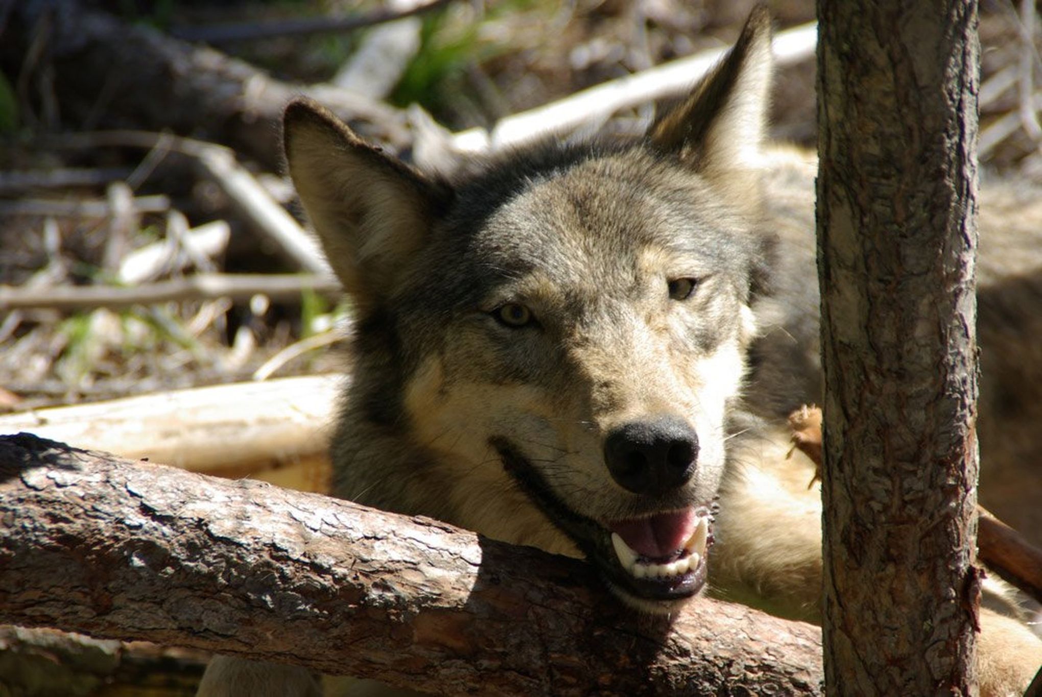 WDFW Responds To Inslee's Kettle Range Wolf Management Request 