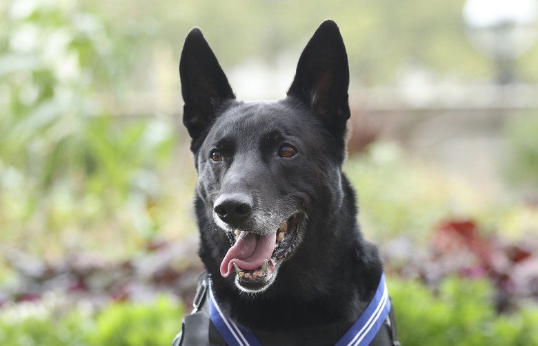 Police dog team trained in UK collects vital evidence to h…