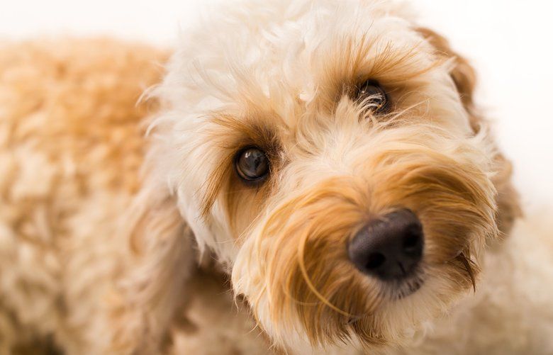Wally Conron told the Australia Broadcasting Corp. that creating the labradoodle dog breed is his “life’s regret” because the dogs are either “crazy” or have a lot of health problems. (Nathan Clifford/Dreamstime/TNS) 1444966 1444966