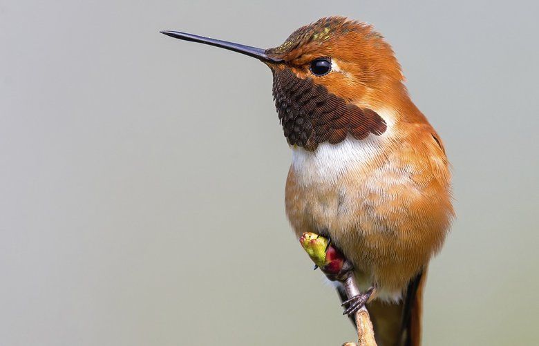 Washington bird species could face population declines, sharp ...