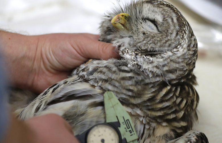 In this photo taken in the early morning hours of Oct. 24, 2018, wildlife technician Jordan Hazan records data in a lab in Corvallis, Ore., from a male barred owl he shot earlier in the night. The experimental killing of barred owls raised such moral dilemmas when it first was proposed in 2012 that the Fish and Wildlife Service took the unusual step of hiring an ethicist to help work through whether it was acceptable and could be done humanely. (AP Photo/Ted S. Warren) WATW305 WATW305
