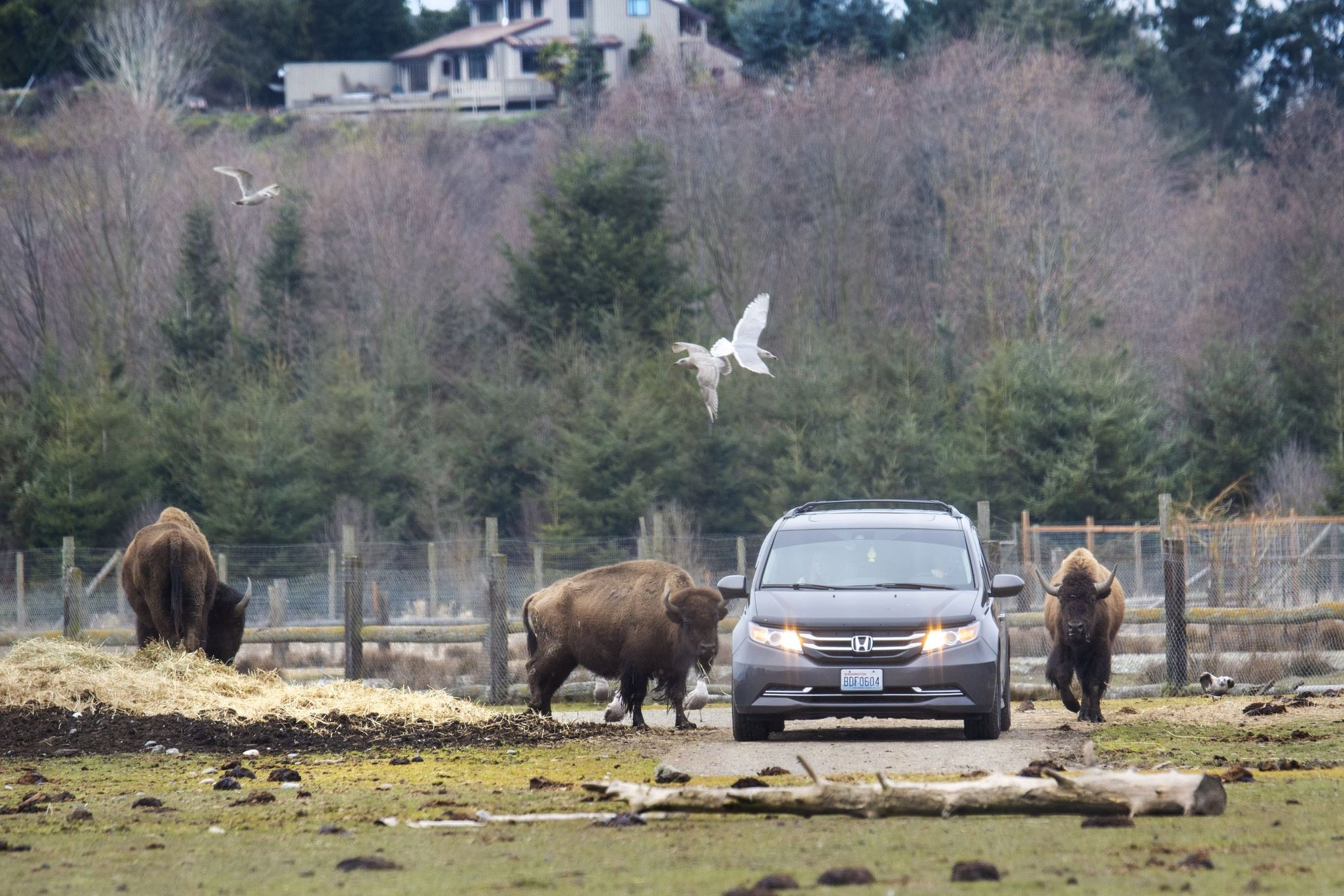 Waving Bears! Olympic Game Farm • Sequim, Washington 