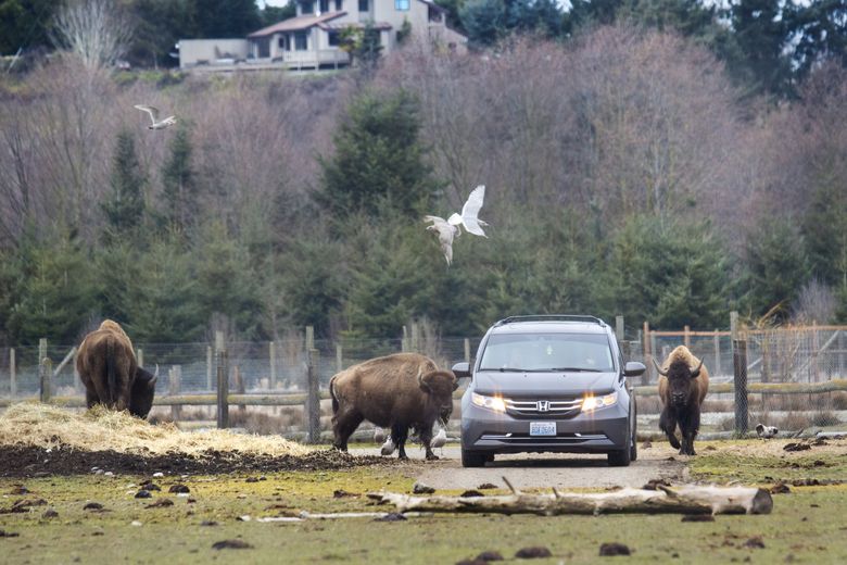 Bison aren’t shy about meeting visitors driving through Olympic Game Farm in Sequim. The Game Farm, which opened in 1972, is the subject of a lawsuit that alleges it does not properly care for its animals. (Jesse Major / Peninsula Daily News)