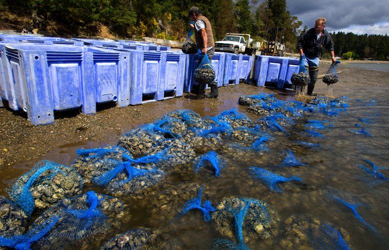 Recreational crab, prawn and other shellfish harvesting in B.C., Pacific  Region