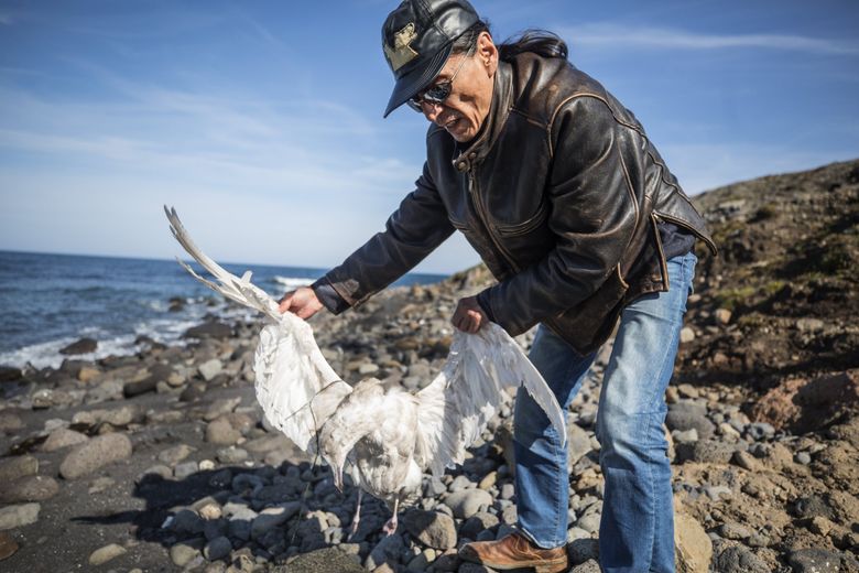 Why are birds and seals starving in a Bering Sea full of fish? | The  Seattle Times