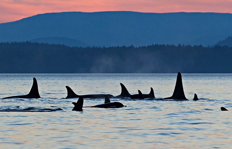 A pod of orcas gathers at sunset. The Southern Resident orcas belong to a large extended family made up of three pods, J,K, and L. Within pods, grandmothers or great-grandmothers occupy a central role in the family structure.
Photo is from the book, “We Are Puget Sound,” published in 2019 by Braided River, an imprint of Mountaineers Books.