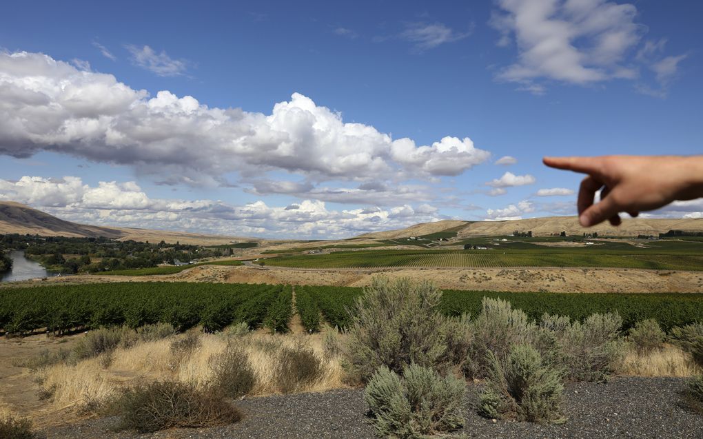 JJ Williams of Kiona Vineyards points toward the Yakima River, at right, which is in view from Artz Vineyard, below, one in a portfolio of vineyards Kiona owns in the Red Mountain American Viticultural Area near Benton City. Red Mountain itself is at right. (Ken Lambert / The Seattle Times)