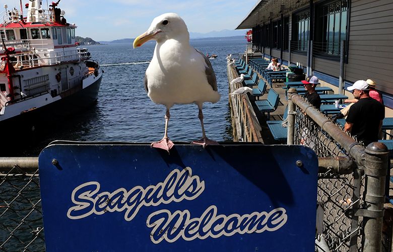 Gulls find a favorite Spokane hangout: the roof of Riverfront