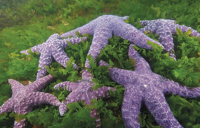 Ochre sea stars are slowly recovering after a mysterious wasting disease wiped out millions along the West Coast. Researchers hypothesize that the virus may have been exacerbated by warming ocean and air temperature. Scientists believe that sea stars, a keystone species of intertidal areas, were saved by juveniles developing genetic resistance to the virus, an example of evolution in action.
Photo is from the book, “We Are Puget Sound,” published in 2019 by Braided River, an imprint of Mountaineers Books.