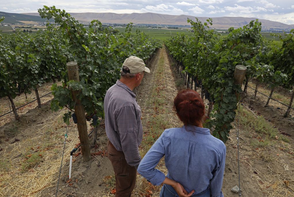 Col Solare vineyard manager Dick Boushey, left, and crew boss Adelmira Navarro inspect a row of cabernet sauvignon grapes that will be picked soon. They’re looking for possible pests. Boushey says one of the biggest parts of his job is worrying, but he has a lot of confidence in his picking crew’s experience. “They’re my eyes.” (Ken Lambert / The Seattle Times)