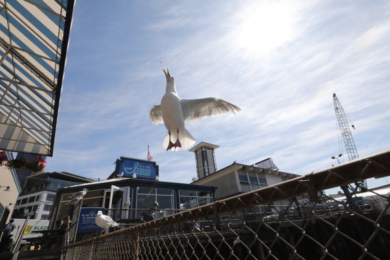 Gulls are the feathered fabric of our very landscape — and they