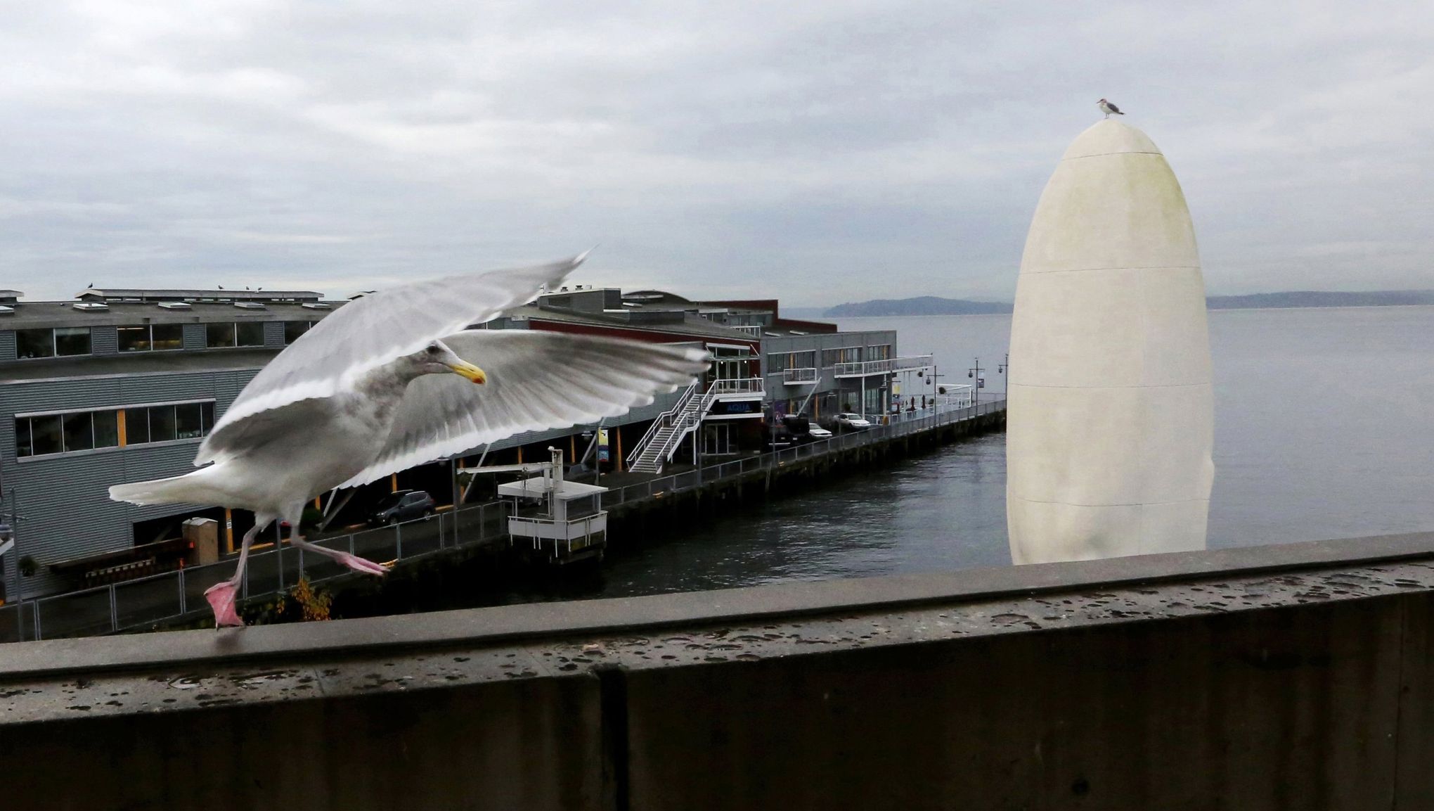 Designed for Sound - Field Gulls