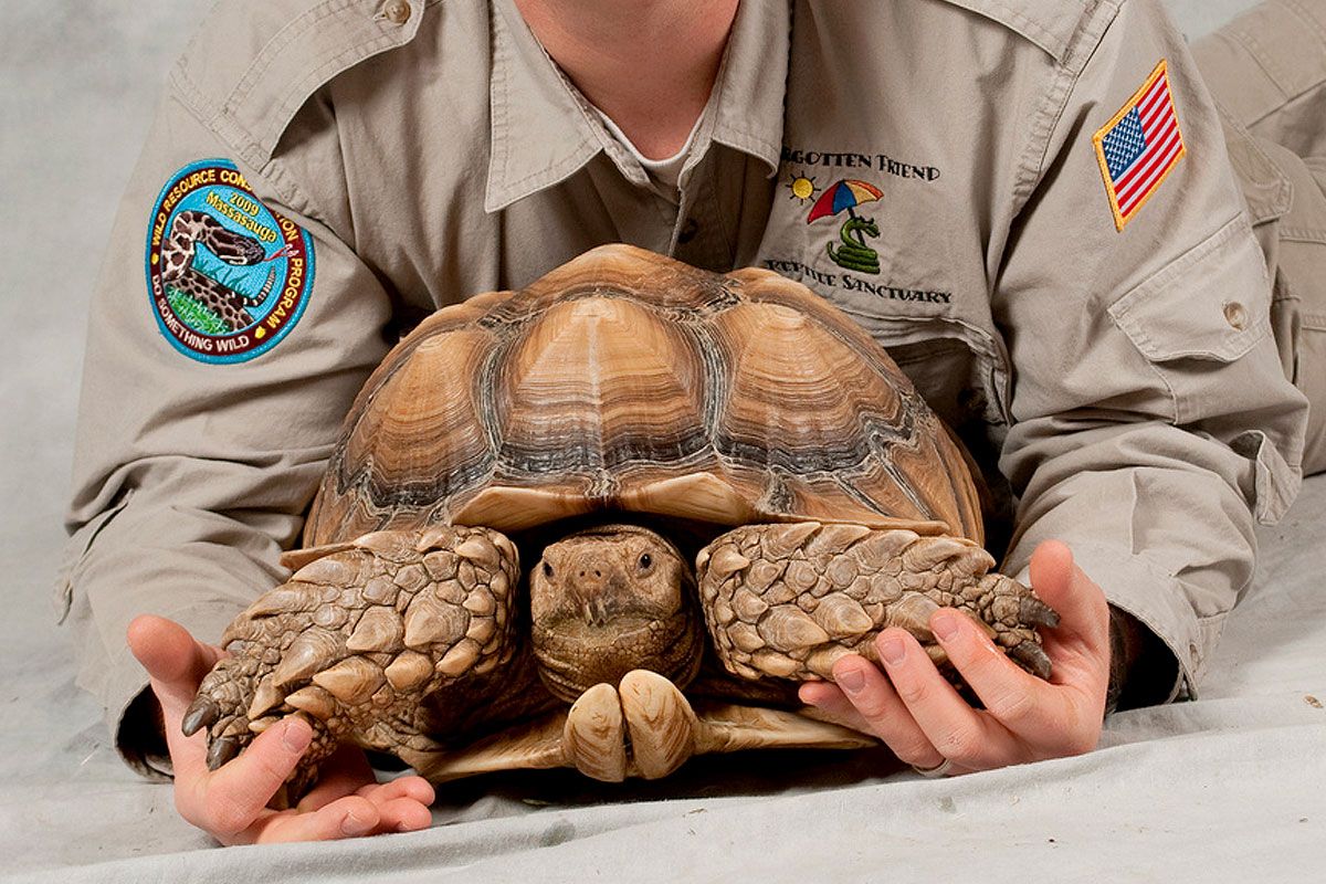 Big 2024 pet tortoise