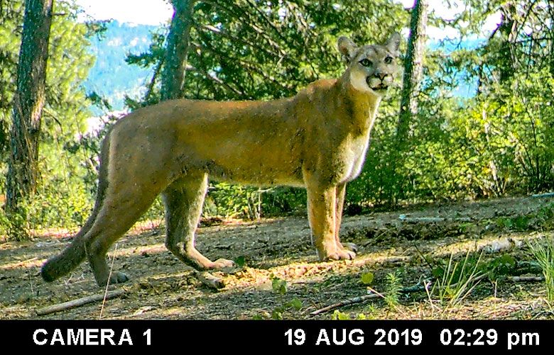 How to catch your own cougar and wildlife photos The