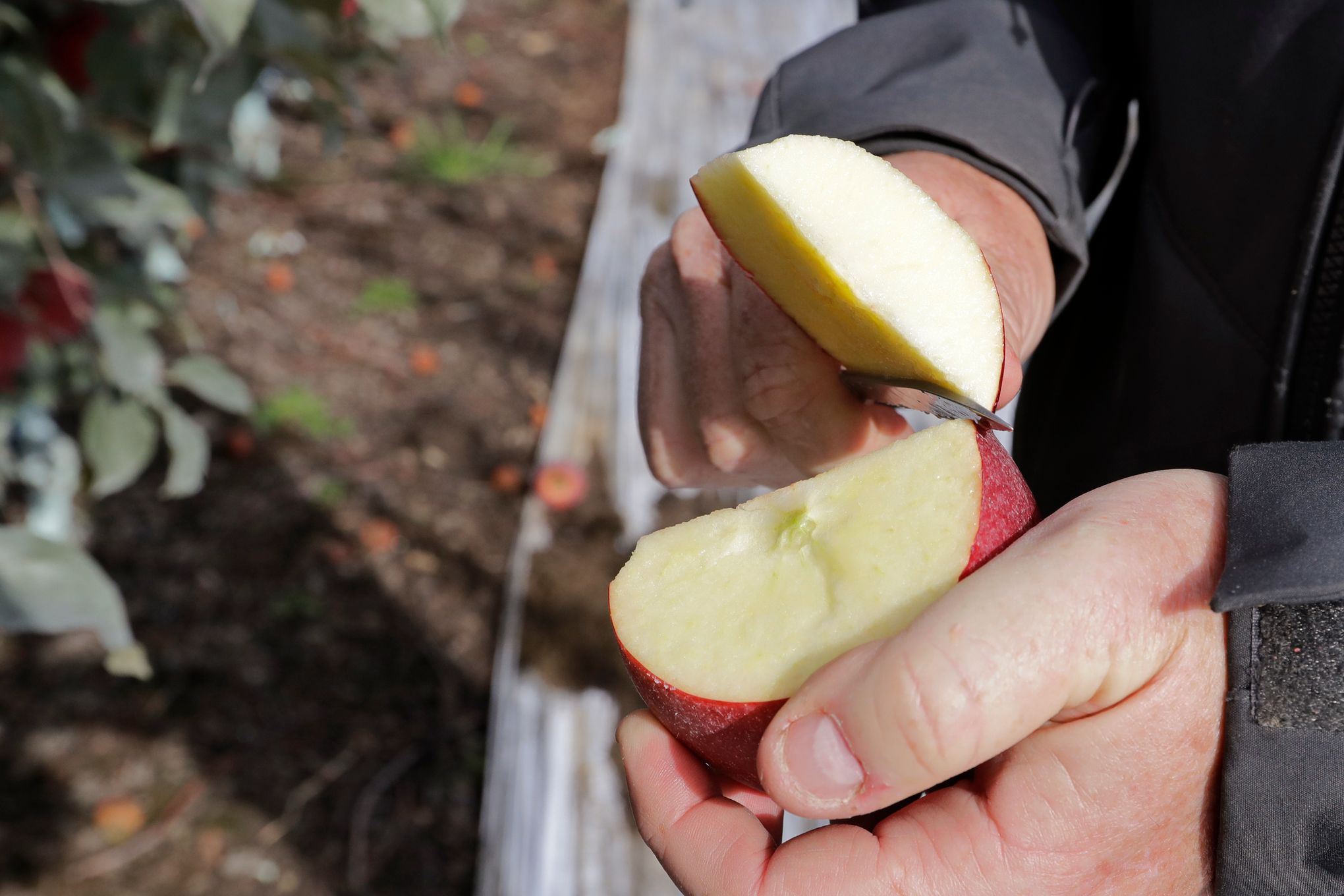 Opal apples are the non-browning apples you never knew you always needed