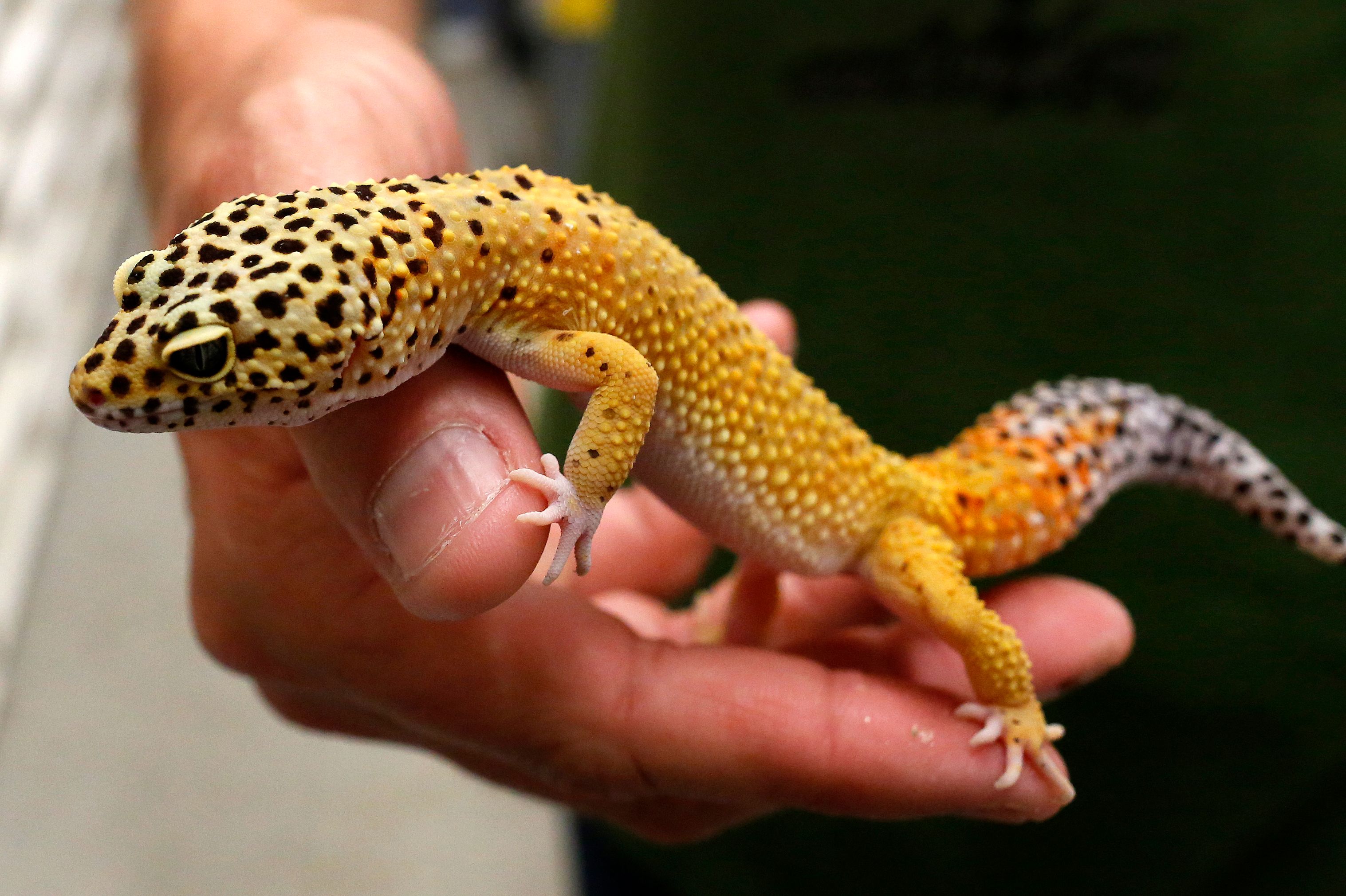 Common leopard best sale gecko pet reptiles