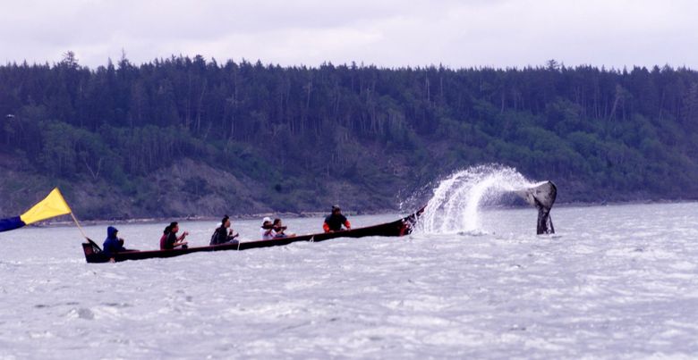 A second Makah whale hunt on May 15, 1999, fails to harpoon a whale. (Alan Berner / The Seattle Times)