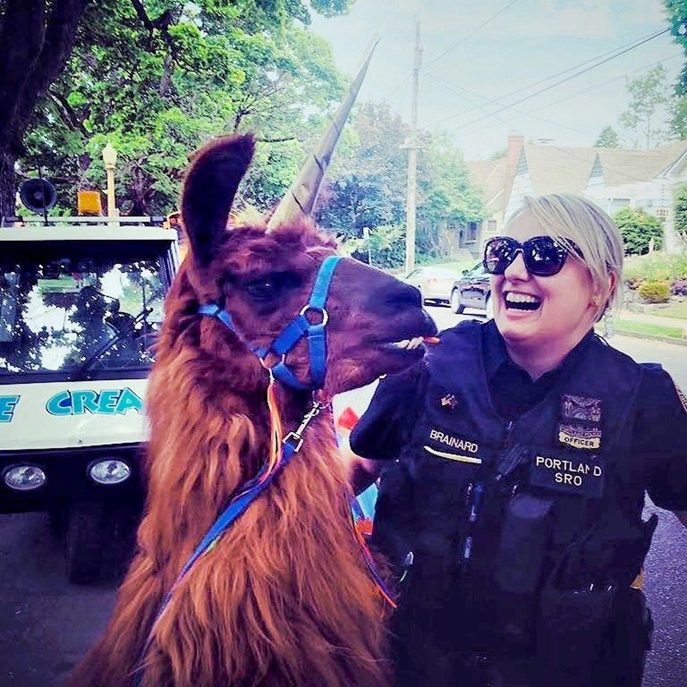Rojo the llama, a Portland local celebrity, has died. Through