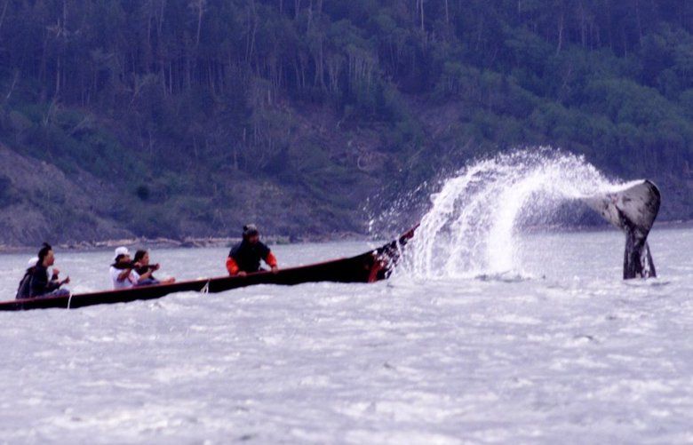 Why the feds are supporting a Makah Tribe hunt for gray whales off