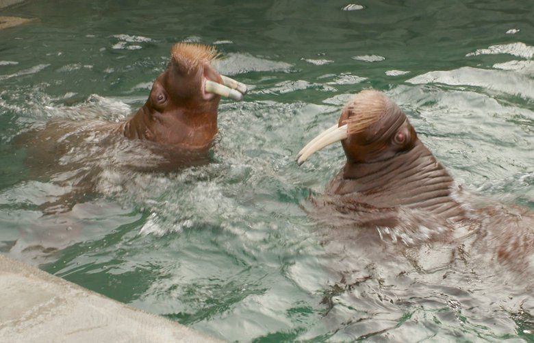 Mitik, left, and Pakak in the pool at Rocky Shores. Two orphaned walruses reunite at the Point Defiance Zoo & Aquarium. They were rescued as orphans in the same week. They spent the next three months of their lives together, snuggling with keepers and each other. And now, after seven years, they’ll be together again. Young male walruses Mitik (pronounced Mitt-ick) and Pakak (Puck-uck, or Puck for short) have arrived at Point Defiance Zoo & Aquarium to live in the Rocky Shores habitat – and they are clearly enjoying every minute together.
