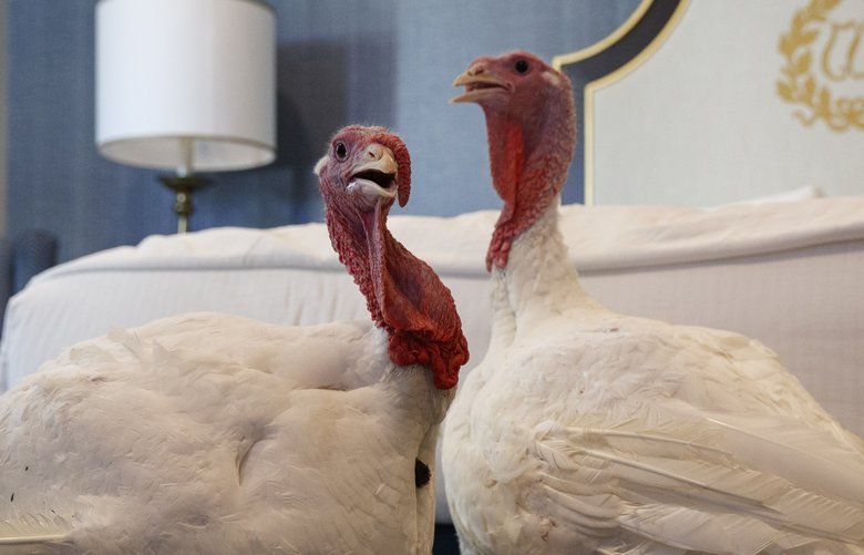Two male turkeys from North Carolina named Bread and Butter, that will be pardoned by President Donald Trump,p hang out in their hotel room at the Willard InterContinental Hotel, Monday, Nov. 25, 2019, in Washington. The turkeys will be pardoned by the president during a ceremony at the White House ahead of Thanksgiving. (AP Photo/Jacquelyn Martin) DCJM106 DCJM106