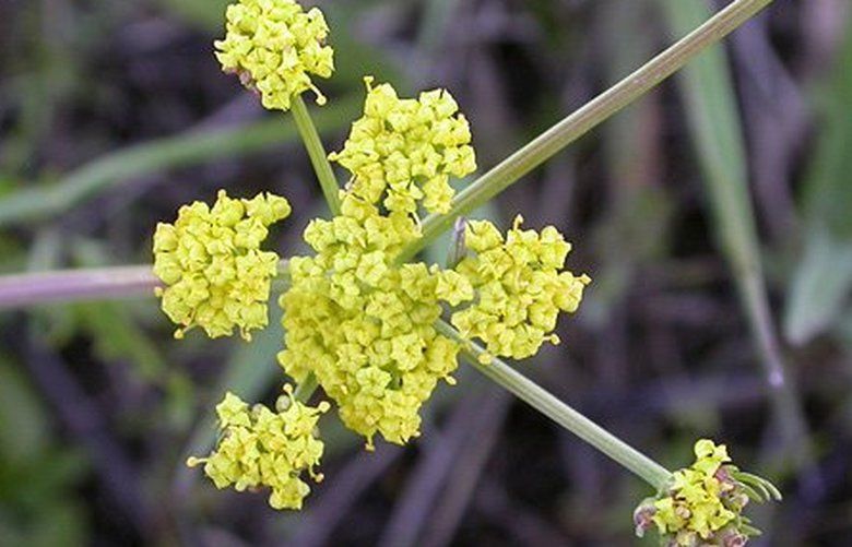 Bradshaw’s lomatium (Lomatium bradshawii), also known as Bradshaw’s desert parsley, occurs from Clark County, Washington to the southern end of the Willamette Valley in Oregon