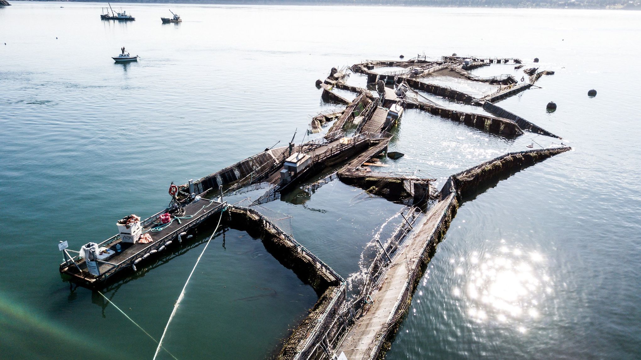 Cooke Aquaculture agrees to pay $2.75M to settle lawsuit over salmon net-pen  collapse