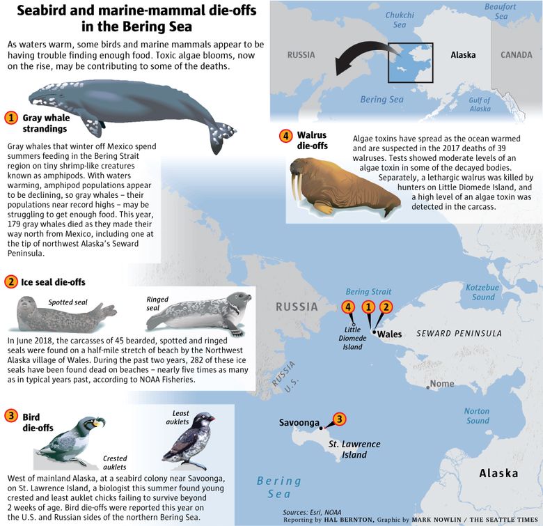 Why are birds and seals starving in a Bering Sea full of fish? | The  Seattle Times