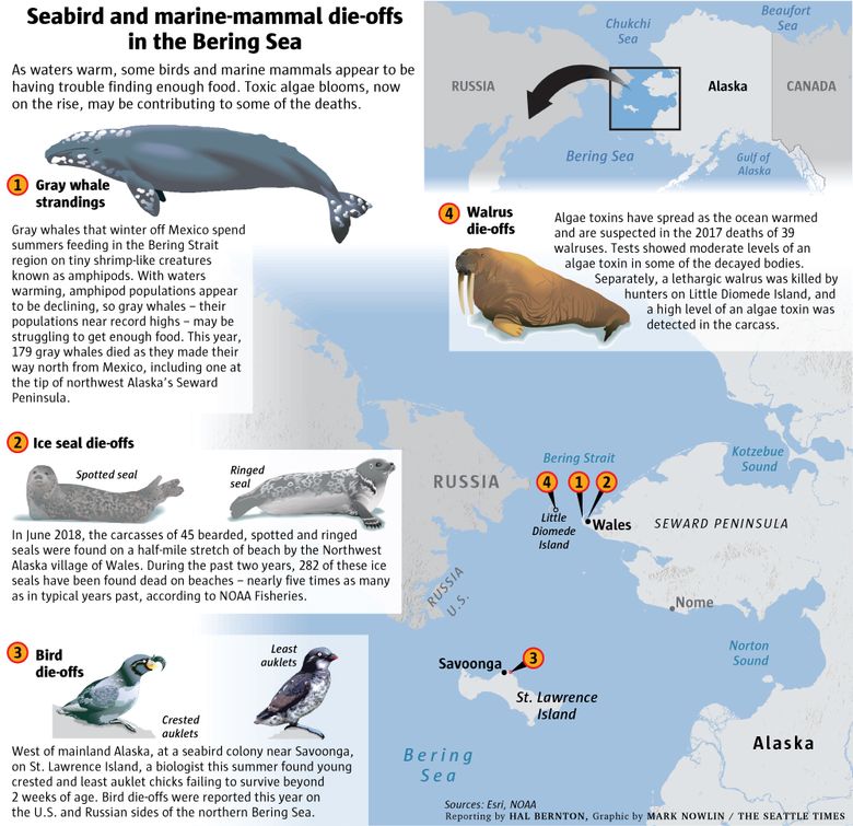 Why are birds and seals starving in a Bering Sea full of fish? | The Seattle Times Why are birds and seals starving in a Bering Sea full of fish? | The Seattle Times