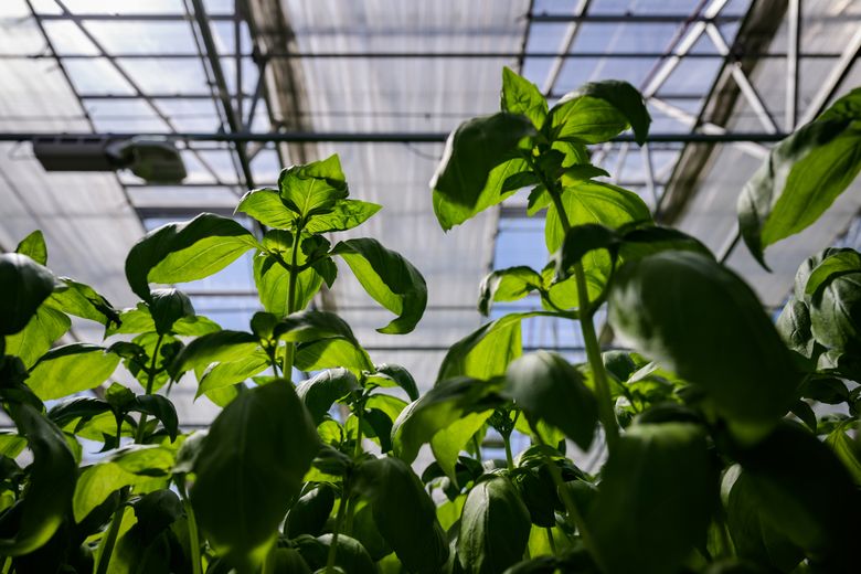 A look inside Gotham Greens's new high-tech indoor farming