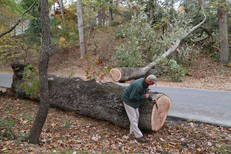 A 230-year-old Mount Vernon tree, a witness to history, is no more | The  Seattle Times