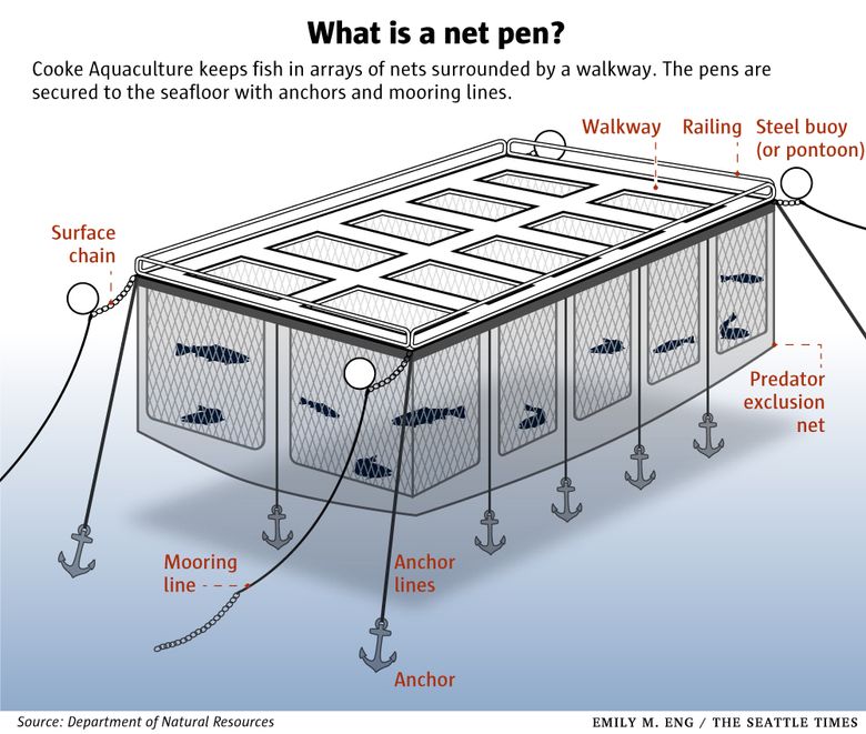 Swinomish tribal members say steelhead net pens violate fishing