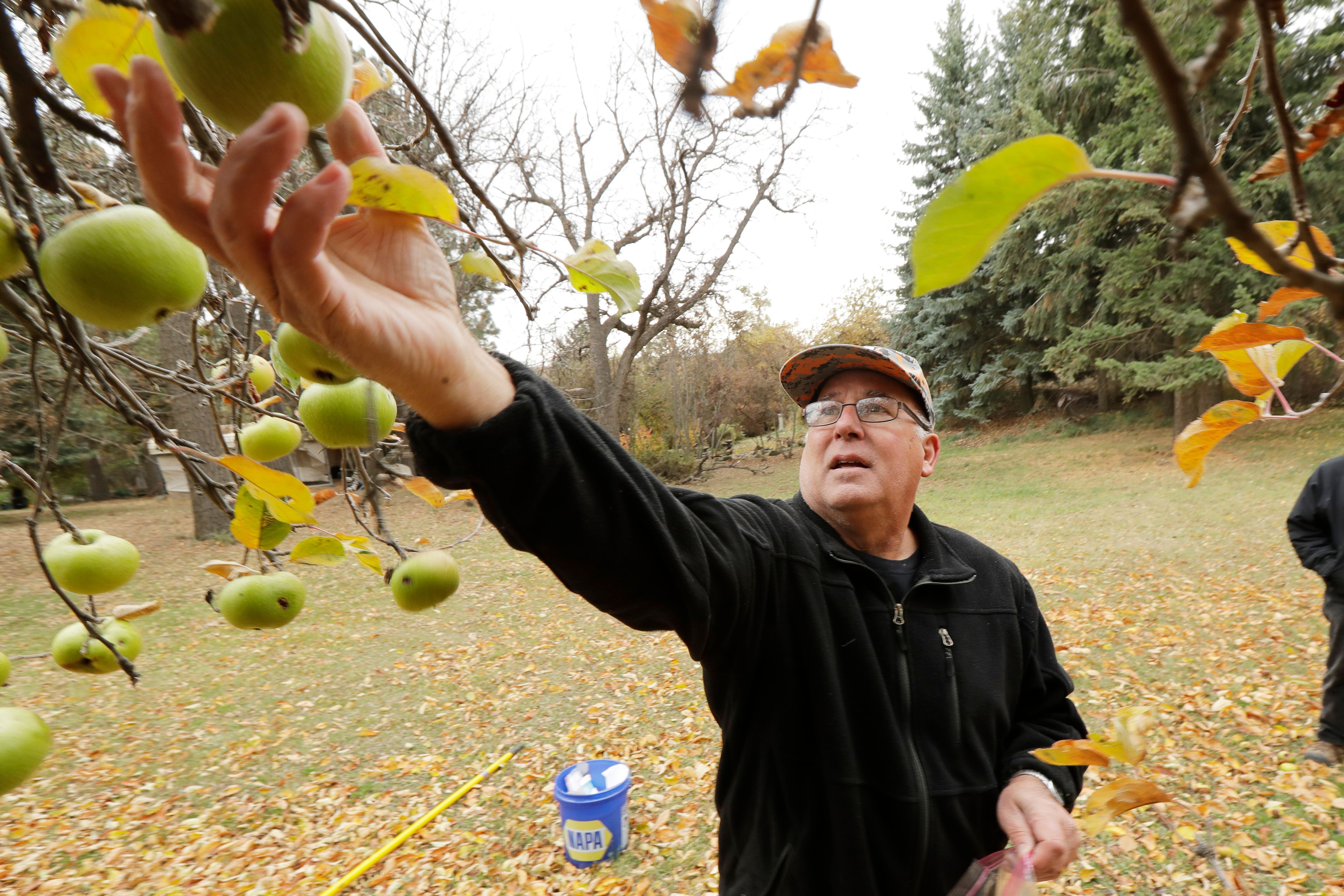 Botanists scour old Northwest homesteads for long-lost apple