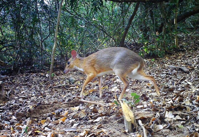 Rare tigers in Thailand spotted for first time in four years - The  Washington Post