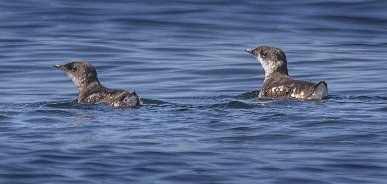 What is the future of Washington state's forests? Endangered marbled  murrelet seabird caught in fight