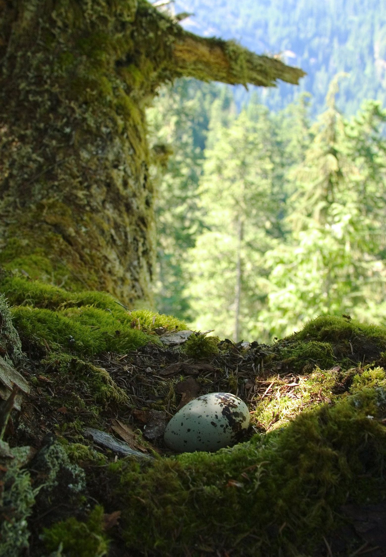 What is the future of Washington state's forests? Endangered marbled  murrelet seabird caught in fight