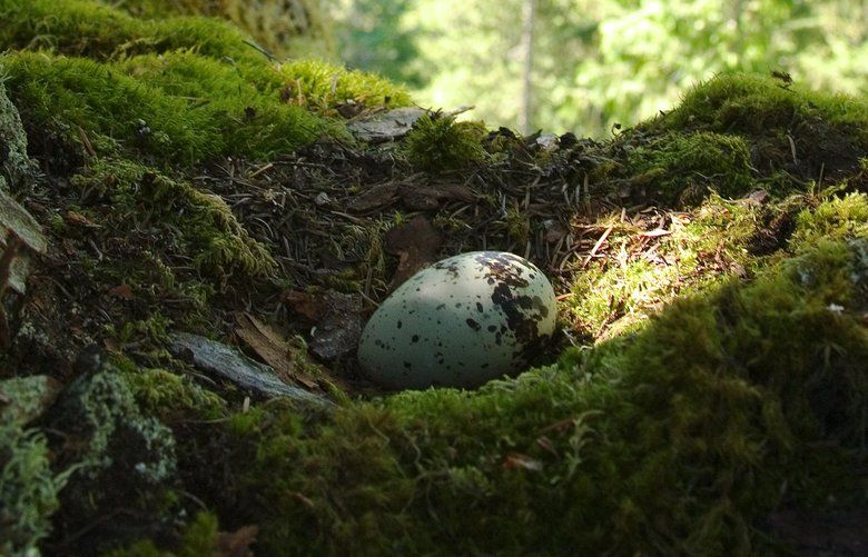 What is the future of Washington state's forests? Endangered marbled  murrelet seabird caught in fight