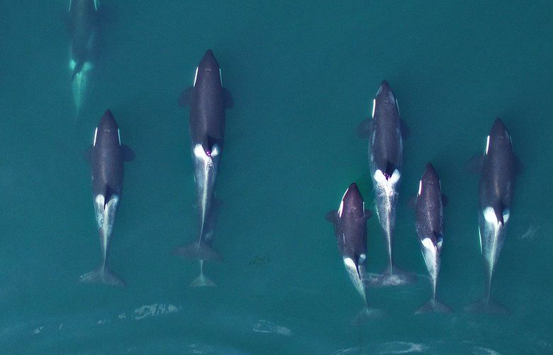Aerial photograph of Northern Resident killer whales taken with a custom scientific hexacopter drone at >30m altitude. Images like this were combined with altitude data to estimate individual lengths and patterns of growth in the population. 

(Image by John Durban (NOAA), Holly Fearnbach (SR3) and Lance Barrett-Lennard (Coastal Ocean Research Institute), working under a research permit from Fisheries and Oceans Canada and flight authorization from Transport Canada.)