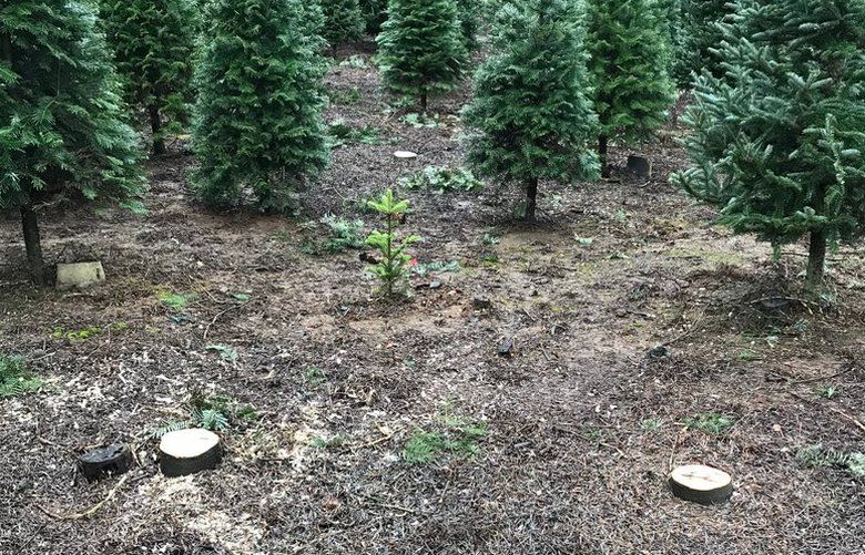 Cue the Grinch music About 78 Christmas trees cut down and dragged