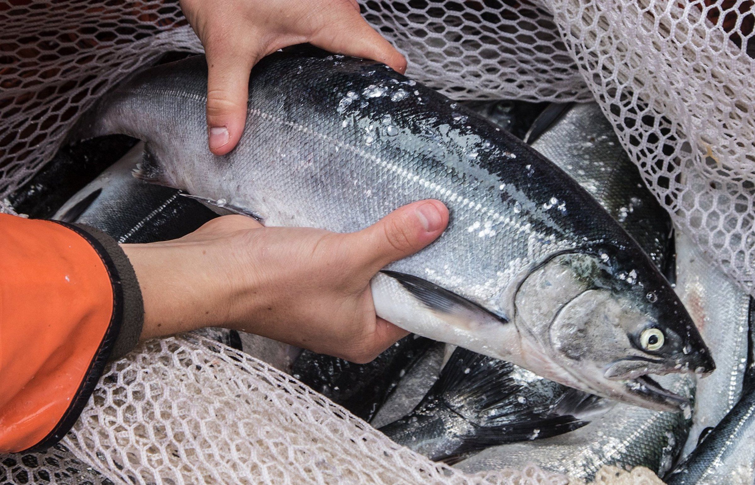 Dry conditions fuel salmon die off on Oregon coast The Seattle Times