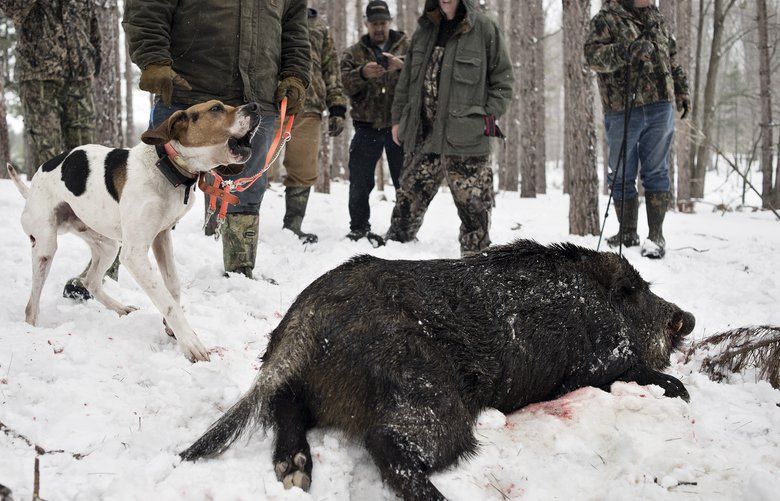 FILE – A hound dog barks after hunters found a Russian wild boar they shot at the Renegade Ranch Hunting Preserve in Cheboygan, Mich., April 12, 2013. Feral pigs are widely considered to be the most destructive invasive species in the United States. (Sean Proctor/The New York Times) XNYT13 XNYT13