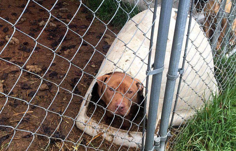 Pierce County Animal Control removed 49 abused pit bulls from a Tacoma residence after receiving a citizen tip. The owner was arrested and charged with first degree animal cruelty and animal fighting.  5FFflHOIZXLbmhXZTDcu