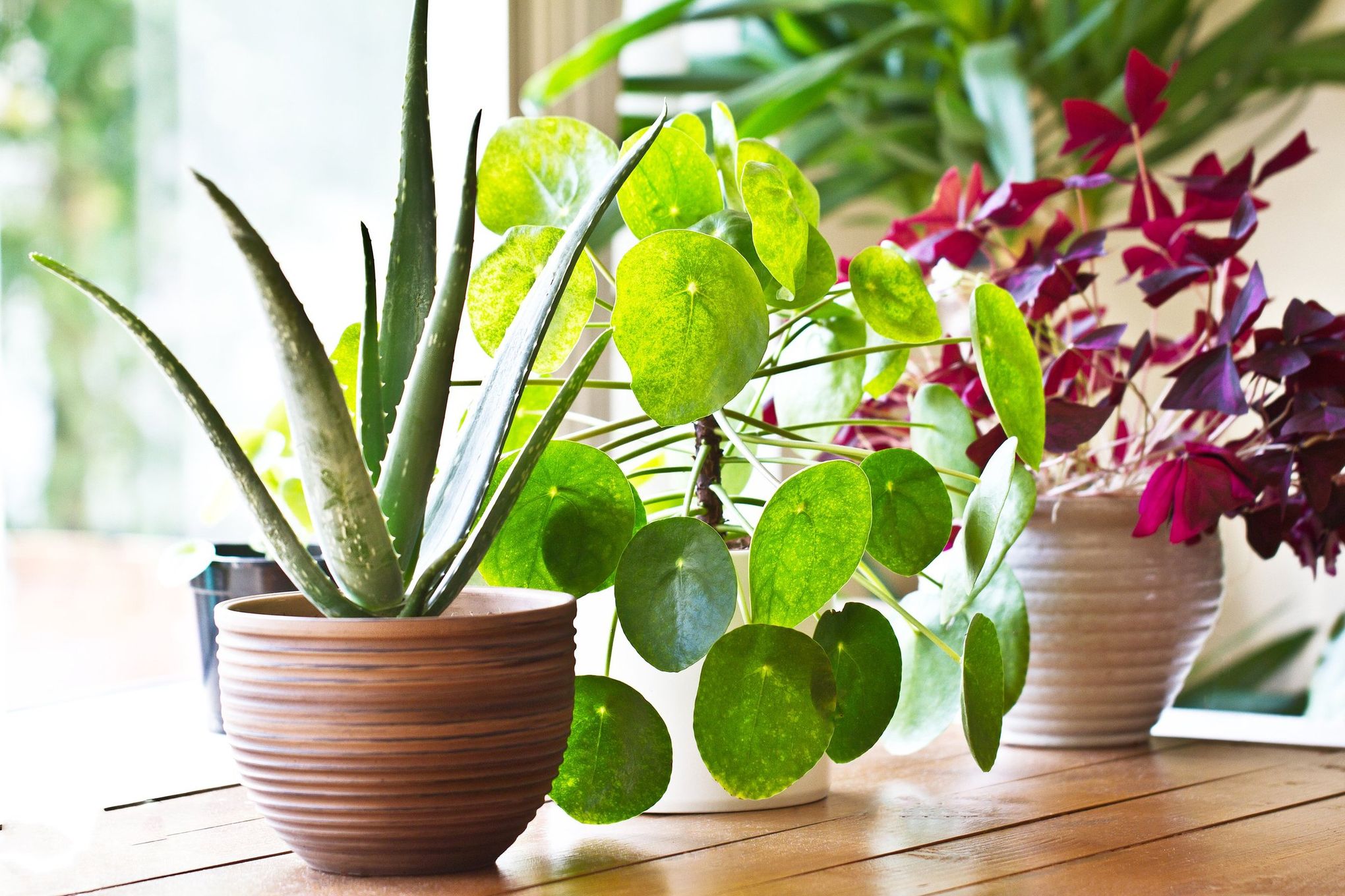 snake plant zeylanica Snake Plant 'Zeylanica'